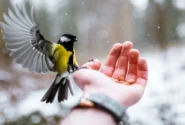 محبت به حیوانات در اسلام