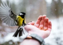 محبت به حیوانات در اسلام