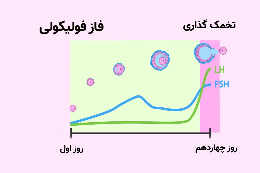 احتمال بارداری چند روز بعد از پریود؟